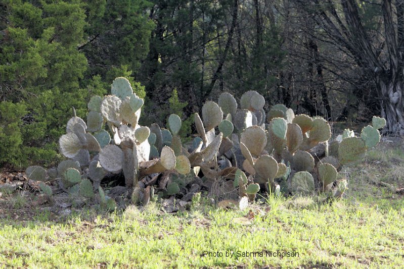 TLAS Field Trip 27 Mar 10_007.JPG